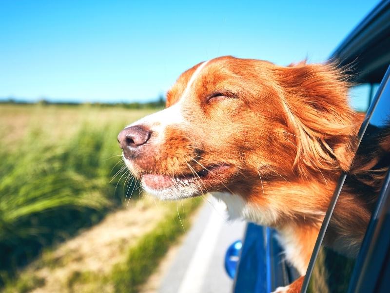 A copper-haired dog enjoys the breeze out of a car window