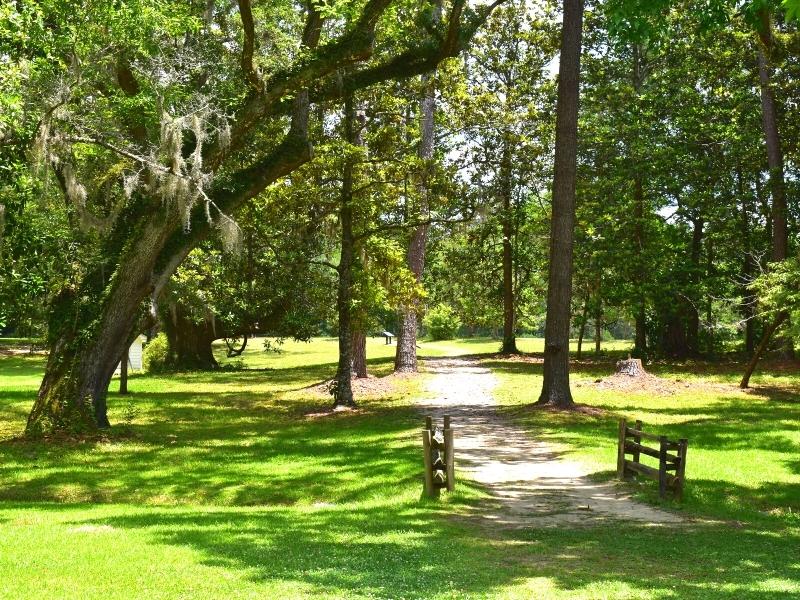 A worn sandy path through the green grass under the large live oak and magnolia trees of Hampton Plantation State Park