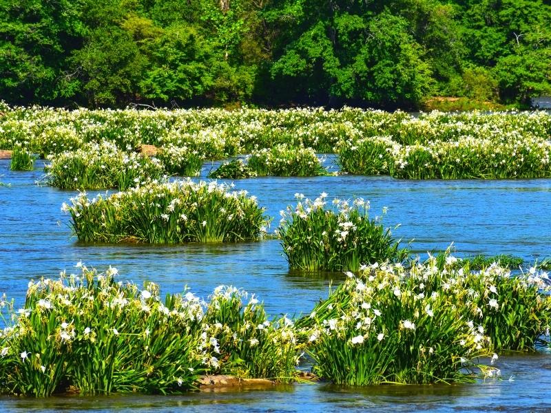 Spider lilies flourish in the Catawba River shoals at Landsford Canal State Park