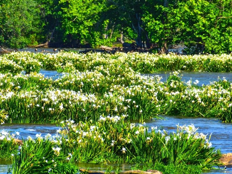 Spider lilies cover the rocks in the shoals of the Catawba River at Landsford Canal State Park