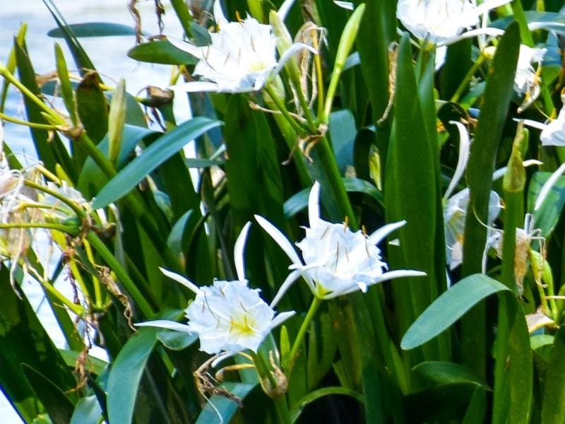 A cluster of white blooming rocky shoals spider lilies