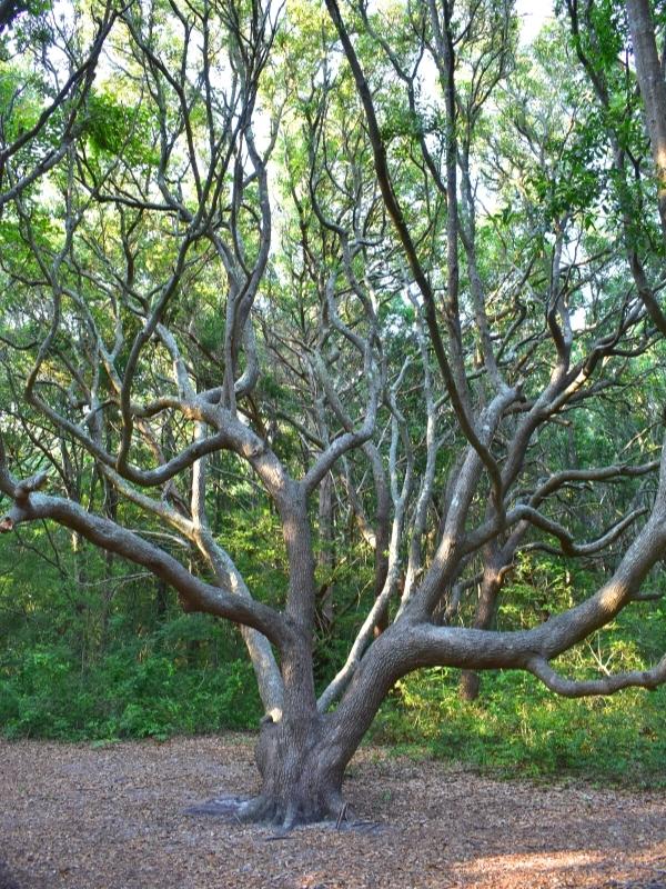 A large oak tree with branches sprawling towards the forest on the Sculptured Oak Trail at Myrtle Beach State Park