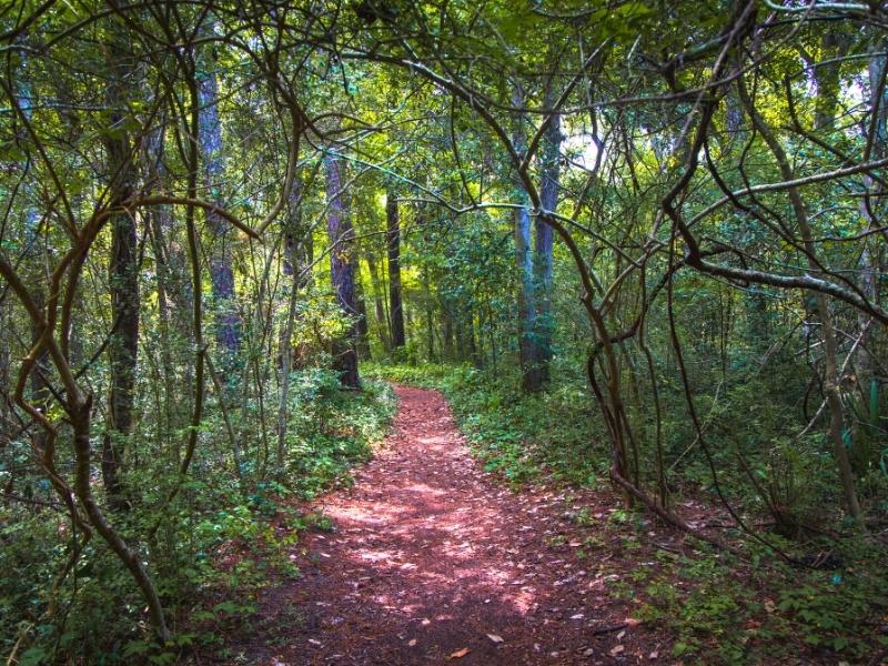 Dense green maritime forest at Myrtle Beach State Park