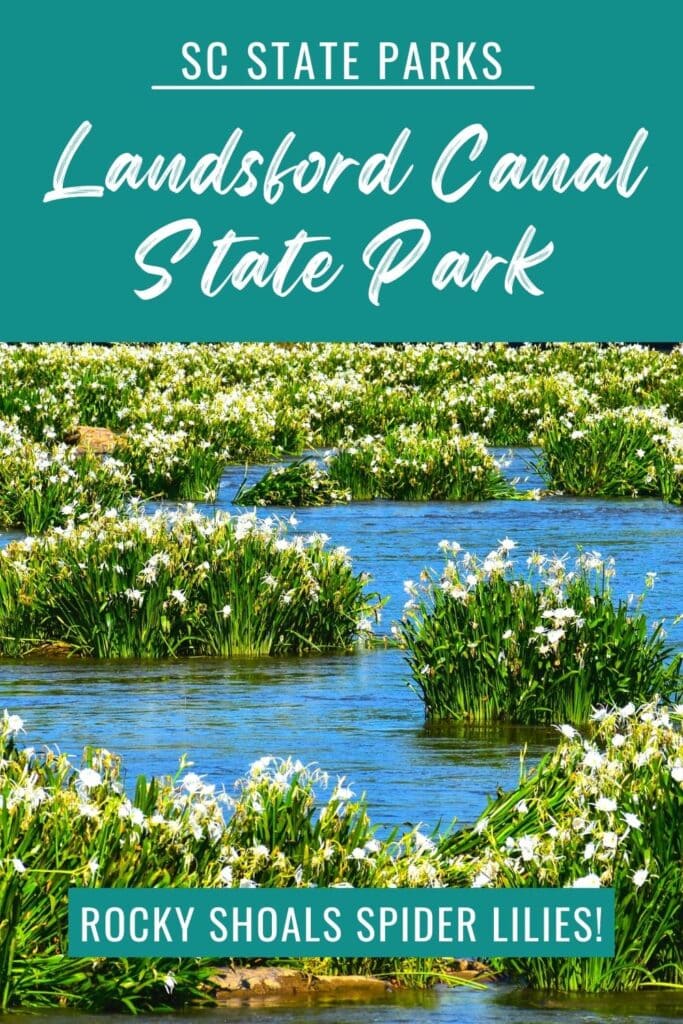 Rocky shoals spider lilies in full bloom at Landsford Canal State Park with text overlay