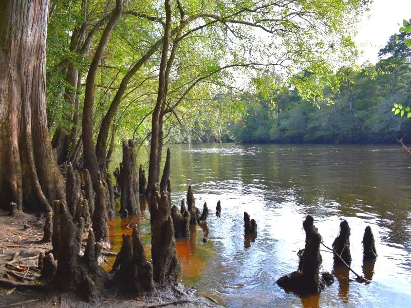 Cypress trees and their knees stick out of the water on the banks of the Edisto River at a viewing point along the Bluff Nature Trail at Givhans Ferry State Park