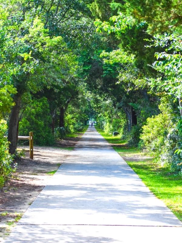 The Atalaya Straight Road, a concrete path through a vibrantly green tunnel of trees