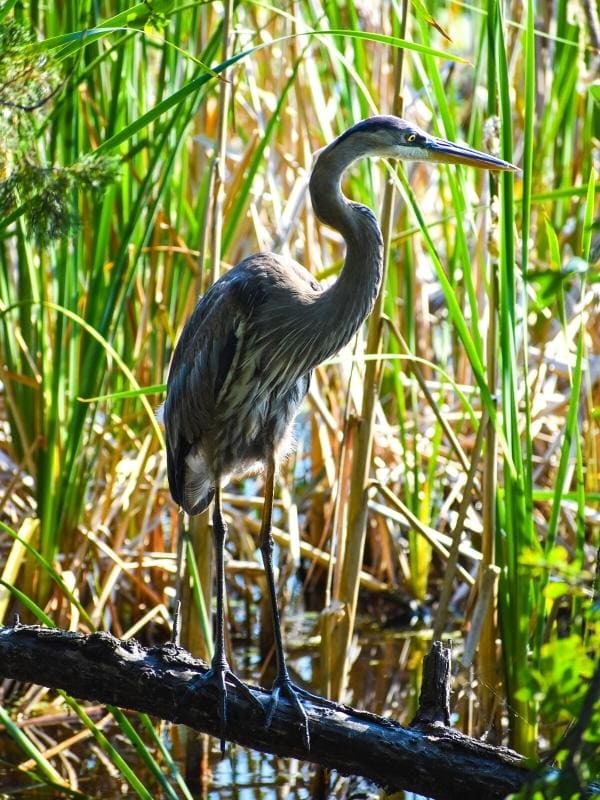 A blue heron looks for prey in the pond at Huntington Beach State park