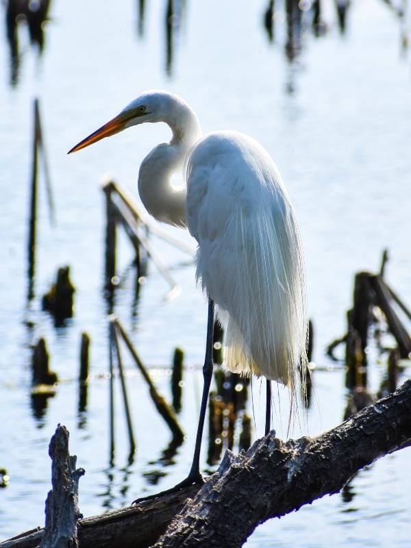A white egret stands on a brown log in a pond at Huntington Beach State Park