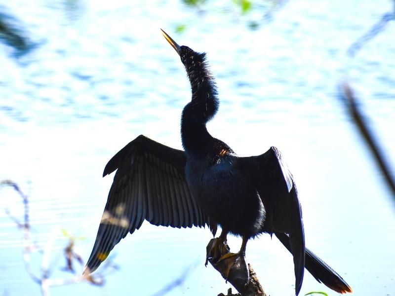 A black bird spreads its wings and stretches its neck to the sky to dry at Huntington Beach State Park