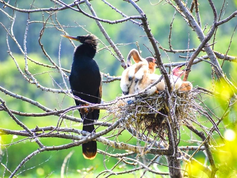 A large black bird sits on a branch next to its nest full of chicks, still in yellow plumage, at Huntington Beach State Park