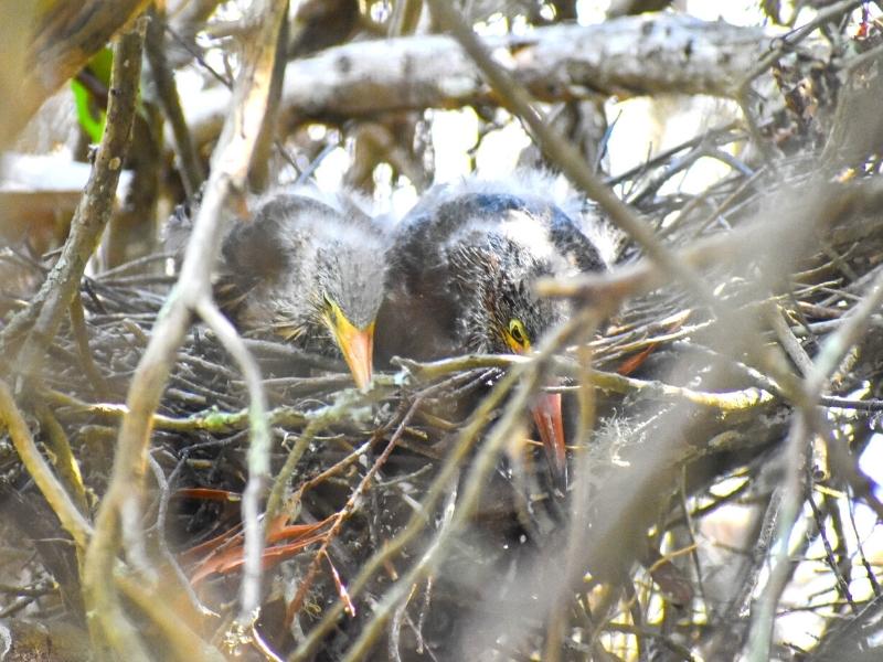 A mother bird sits with her check in her nest in a bramble at Huntington Beach State Park