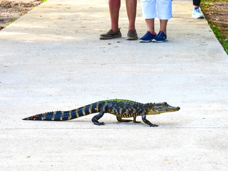A small gator walks across a concrete path in front of passersby at Huntington Beach State Park