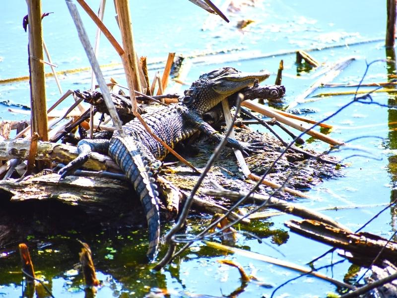 A small alligator sleeps on a pile of brush in a pond at Huntington Beach State Park
