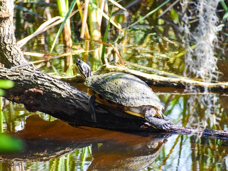 A turtle suns itself on a log in the brown water at Huntington Beach State Park
