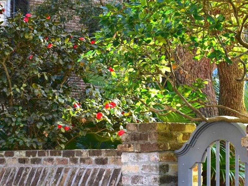 Camelia flowers bloom among their green leaves over a brick and wood gate in Charleston