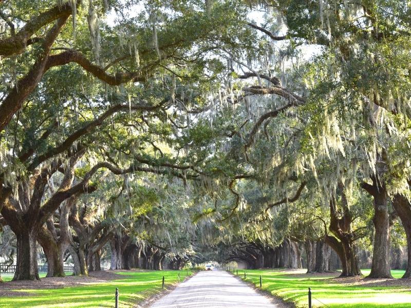 Live oak trees covered in moss line both sides of Boone Hall Plantations main driveway