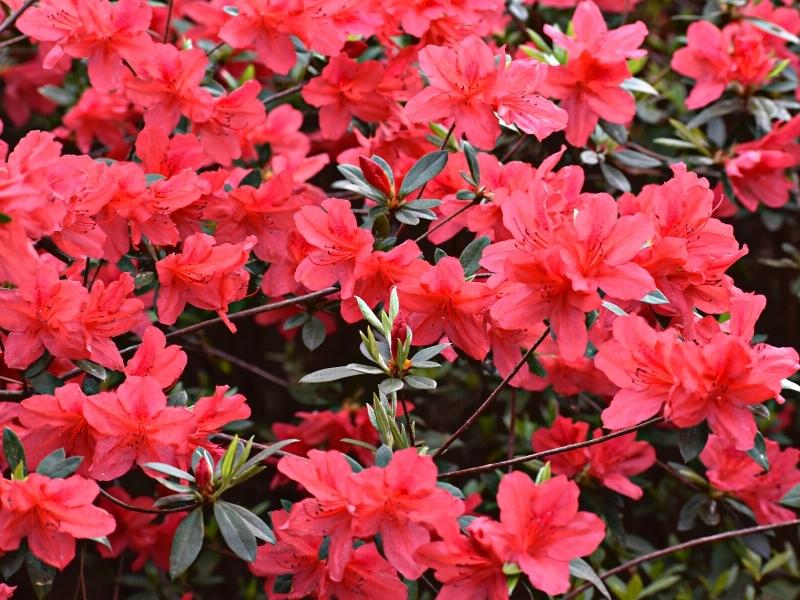 Pink azaleas in full bloom in Charleston, SC