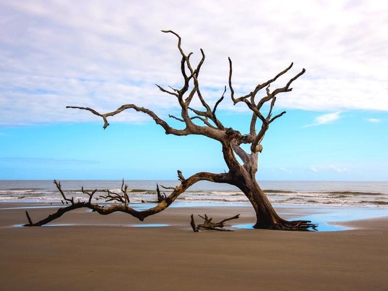 A single bare tree leans to the left on a tan sand beach at Boneyard Beach, Bull's Island