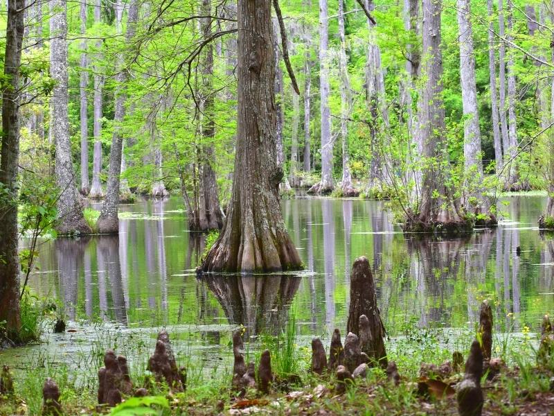 Cypress trees and their knees are reflected in the waters of the swamp at Cypress Gardens