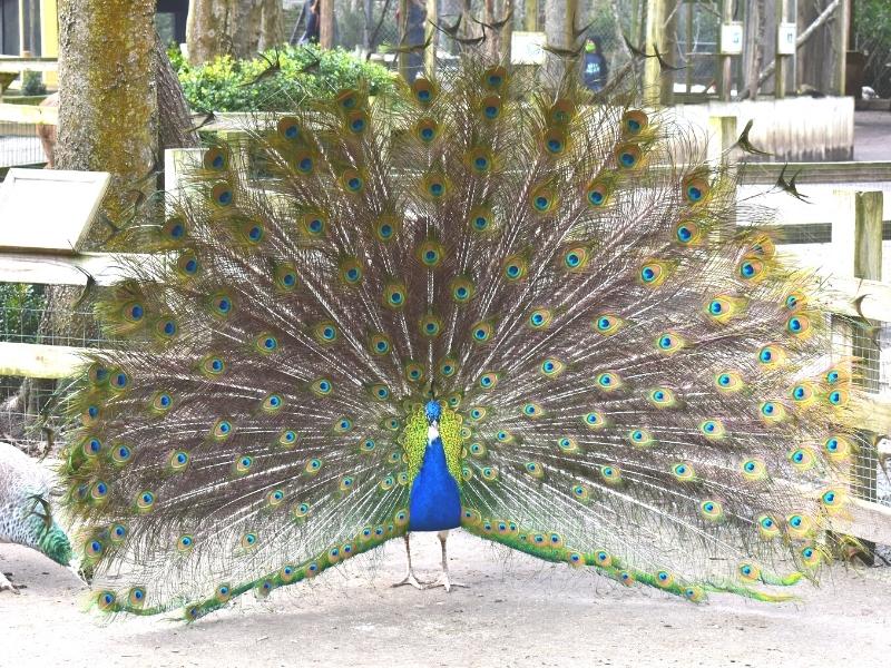 A male peacock spreads his tail feathers in a semicircle to impress the females at the Magnolia Gardens and Plantation petting zoo