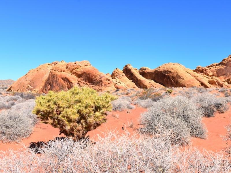 A yellow cholla cactus stands out against the green sage bushes and the red sand and rocks against a clear blue sky in Valley of Fire State Park