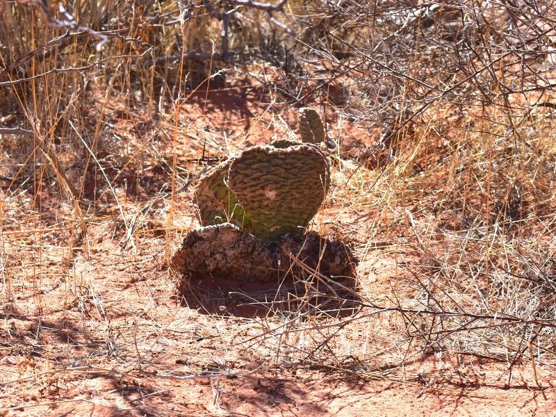 A heart-shaped cactus thrives under some sage brush in Valley of Fire State Park