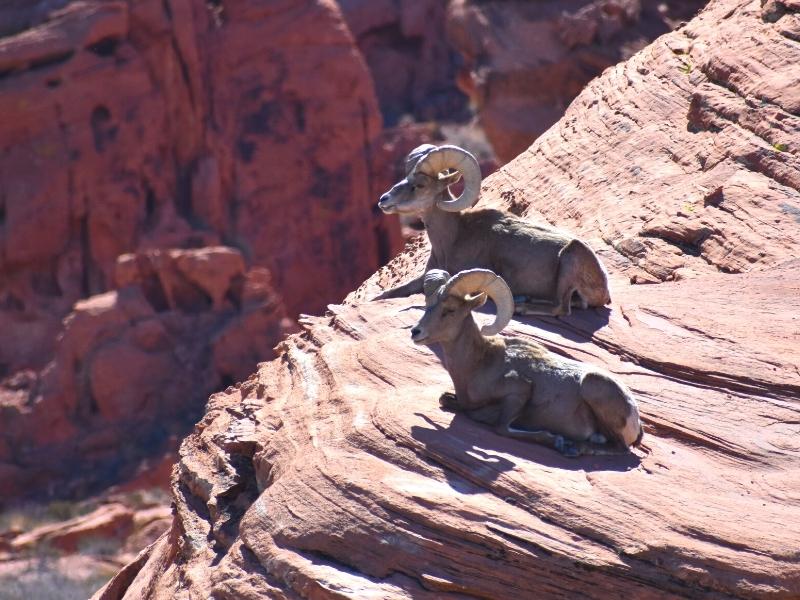 Two bighorn sheep sit on a rock, enjoying Valley of Fire State Park