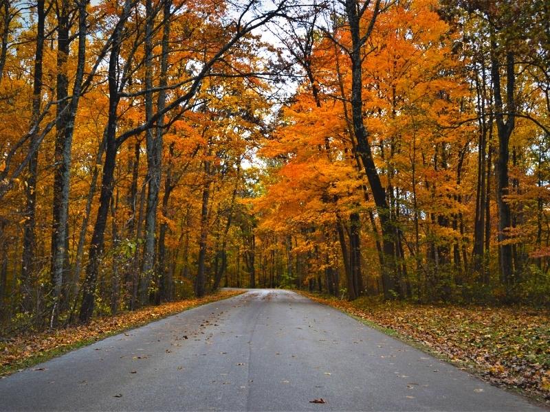 An unmarked paved road cuts through a brilliantly orange forest in Brown County State Park in Indiana