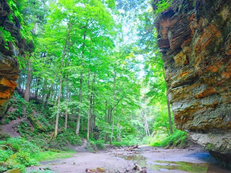 A green forest meets dark sandstone canyons in Turkey Run State Park in Indiana