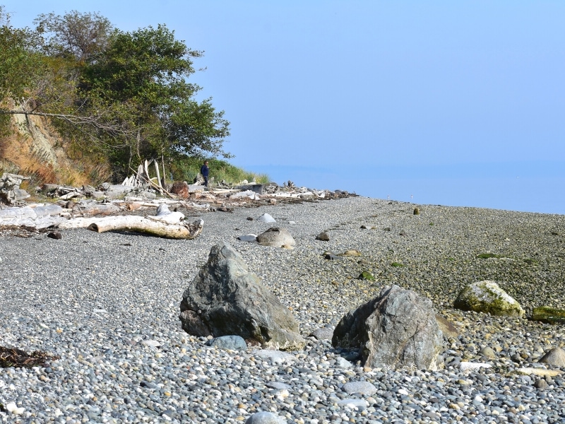 A pebble beach with driftwood under a blue sky on Whidbey Island