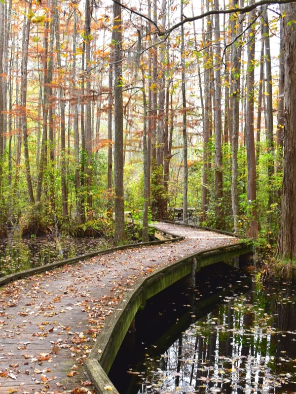 The wooden boardwalk winds through the blackwater swamp and trees, which have already turned orange for the fall, in Woods Bay State Park