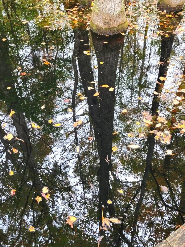 Trees reflected in the black water of the Woods Bay swamp with yellow leaves.