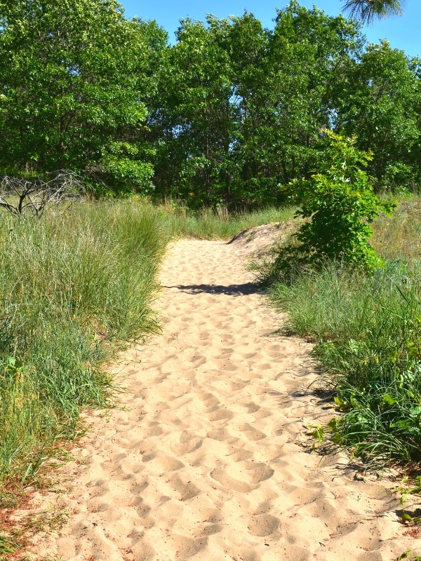 A narrow sandy trail bordered by tall grass disappears into a green forest on the Dunes Ridge Trail in Indiana Dunes National Park