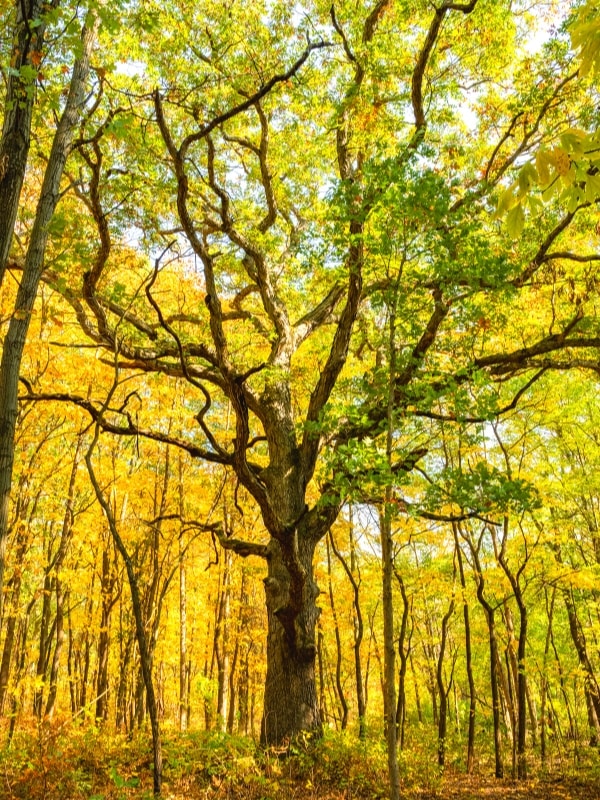 The forest glows yellow in fall, featuring a large twisty tree in the center as seen from the Glenwood Dunes trail in Indiana Dunes National Park