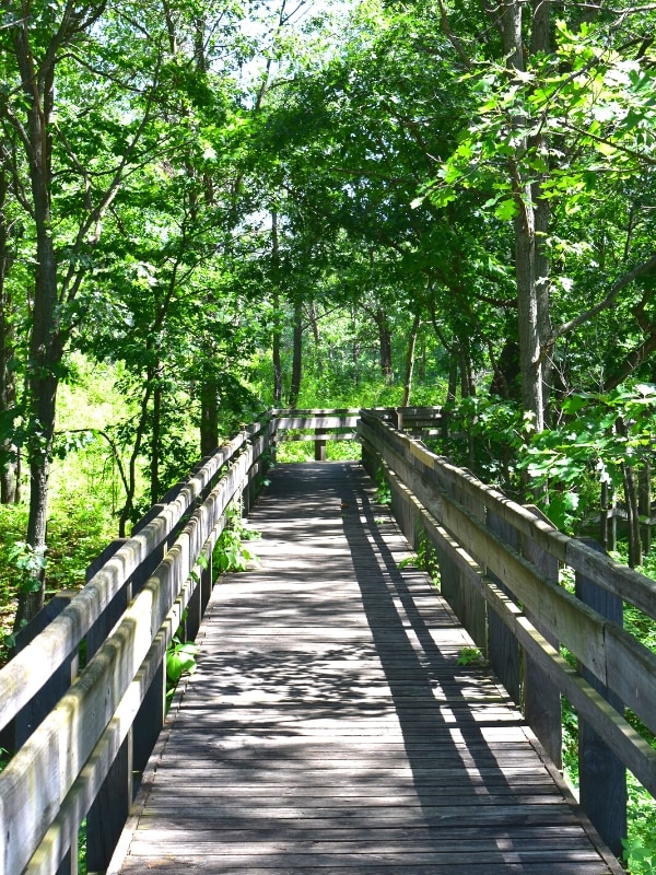 A wooden boardwalk curves into a green forest at the Tolleston Dunes Overlook in Indiana Dunes National Park