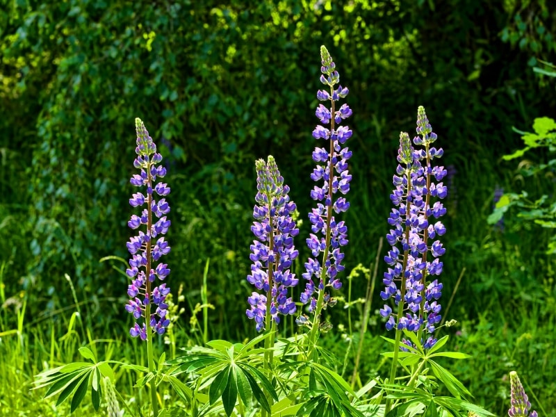 A handful of blue lupine flowers bloom against a vibrant green backdrop of the forest