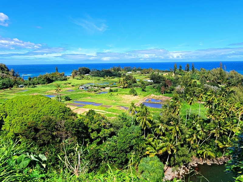 The green Keane Peninsula is dotted with dark square patches for farming taro, as seen from an overlook above on the Road to Hana