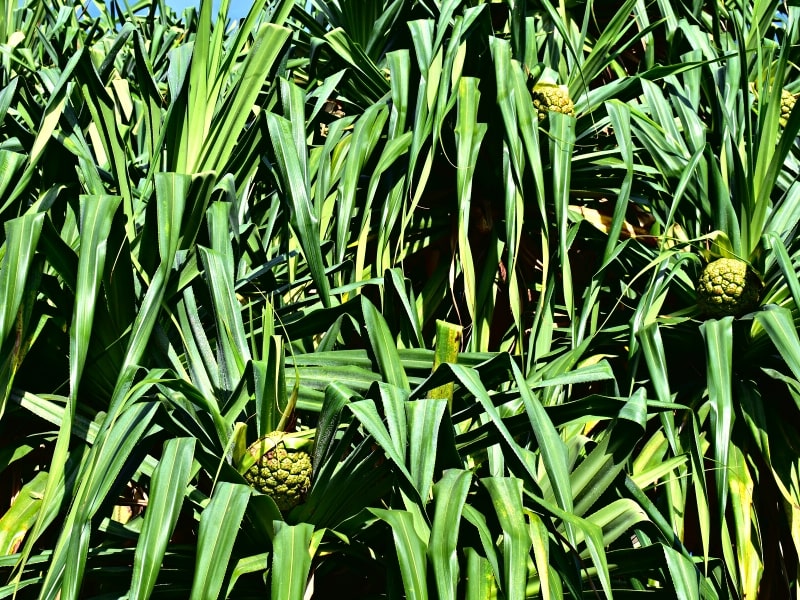 Several hala fruits blend into the green leaves of their trees, often mistaken for pineapples.