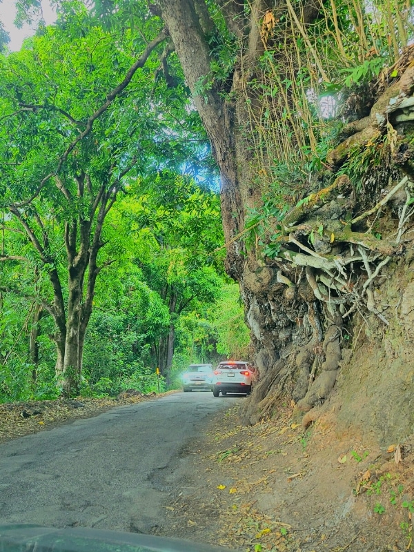 A tree and vegetation hangs on to a cliff with exposed roots everywhere as two cars pass each other on a rough, narrow portion of the Road to Hana
