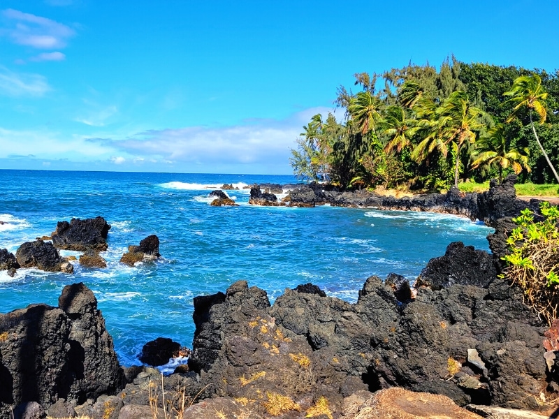 A palm grove sits on a rocky outcropping of the Keane Peninsula next to deep blue waters and a blue sky