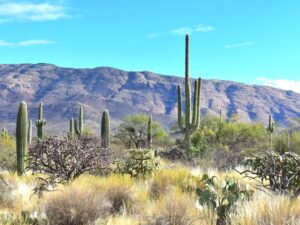 Read more about the article 14 Awesome Things to Do in Saguaro National Park