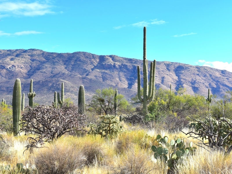 Several saguaro cacti are growing skyward among several other cacti, with one large saguaro towering over them all