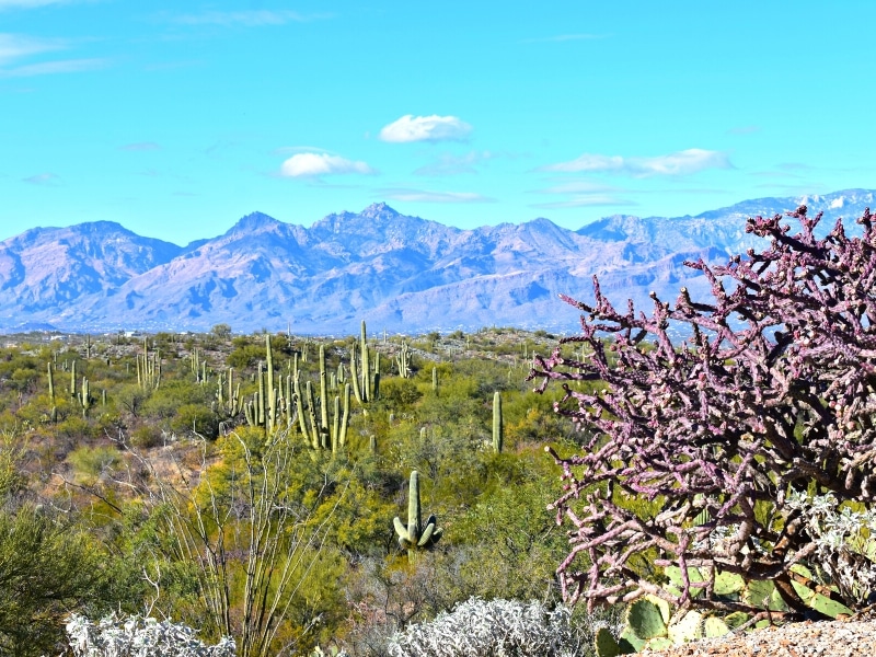 A view in Saguaro National Park East looking at the Rincon Mountains in the distance with the foreground covered in green palo verde trees and saguaro cacti and a purple cactus in front.