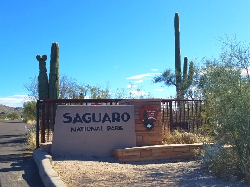 The entry gate to Saguaro East is guarded by tall saguaro cacti, with a brown sign out front with the National Park Service shield