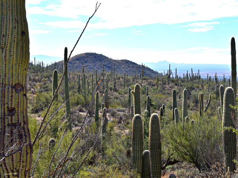 Hillside view of Saguaro West, filled with saguaros and palo verde trees and other shrubs