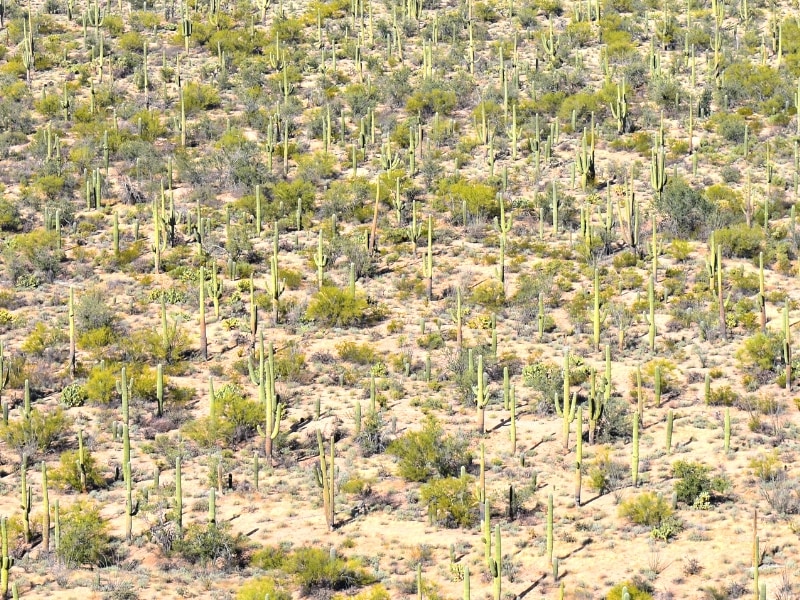Saguaro cacti cover the landscape like a forest, as seen from the Desert View Trail overlook in Saguaro West