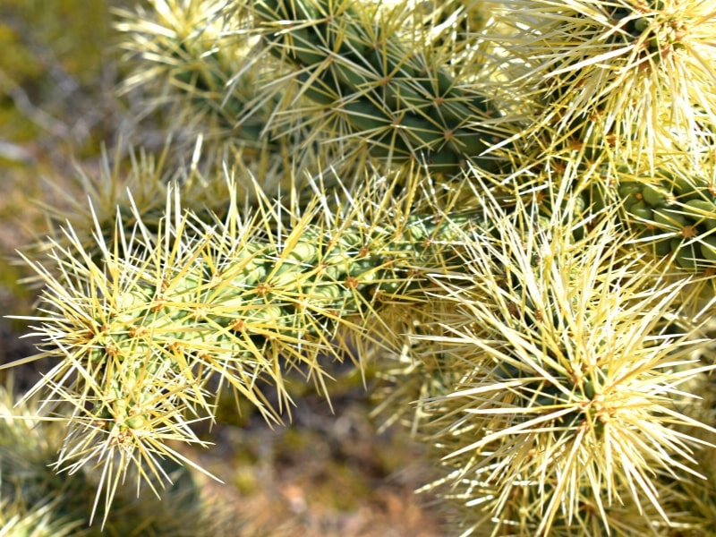 Close-up of a cholla cactus arm with its long yellow spikes