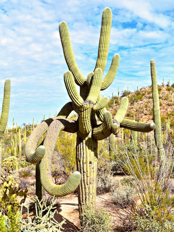 A tall saguaro cactus with several arms curving in many directions.