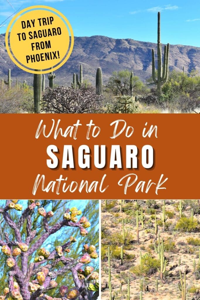 Saguaro National Park East District view, with inset photo of purple cactus and forest of saguaro cacti in Saguaro West, with text What to Do in Saguaro National Park: Day Trip to Saguaro from Phoenix!