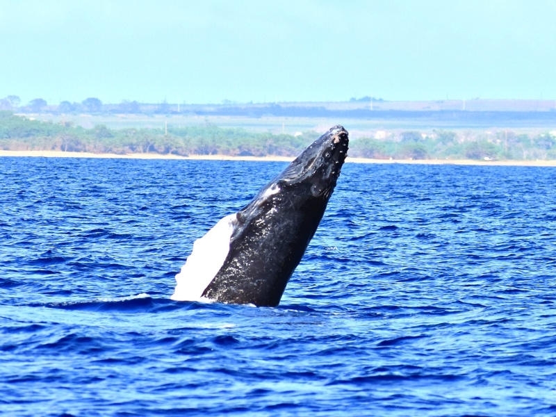 A baby humpback whale breaches from the ocean off the shores of Maui